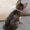 麦わら子猫✨トイちゃん♀✨人慣れ◎ サムネイル3
