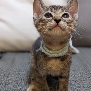 麦わら子猫✨おっとりケイちゃん♀✨人慣れ◎