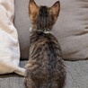 麦わら子猫✨おっとりケイちゃん♀✨人慣れ◎ サムネイル3