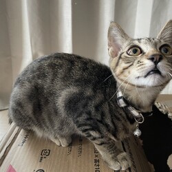 「子猫たち、Freedom is our LIFE」サムネイル2