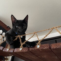 「子猫たち、Freedom is our LIFE」サムネイル3