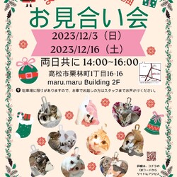 保護猫のお見合い会