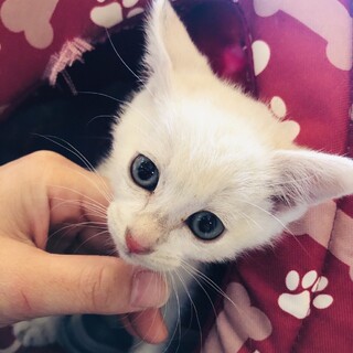 真っ白で青いおめめが特徴の「カルピス」ちゃん♪