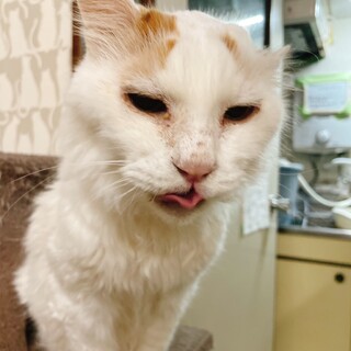 孤独死現場に取り残されていた元飼い猫のタクマ君