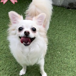 保護犬の譲渡会 サムネイル2