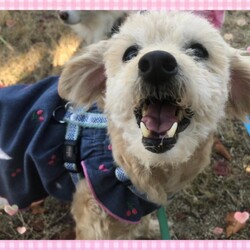 保護犬の譲渡会 サムネイル3