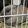 ネザーランドドワーフの子うさぎ サムネイル2