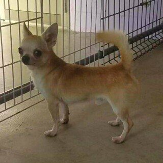 愛情ほしいチワワの男の子