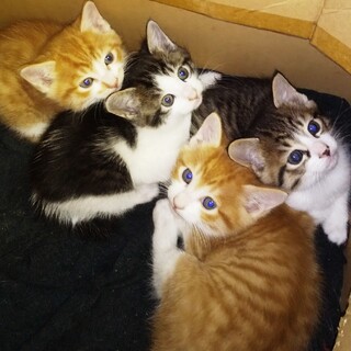 譲渡先で産まれた人慣れした仔猫です。