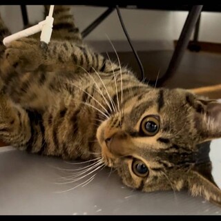 初心者向けべたなれび好きなキジトラ君9か月