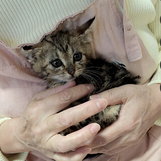 アメショMIX♡ちょっと変わった柄のキジちゃん