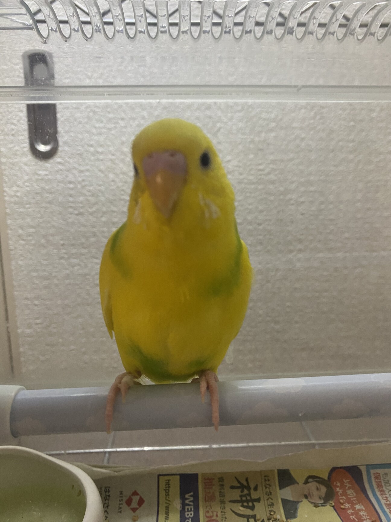 セキセイインコ」神奈川県 - 鳥の里親募集(476882) :: ペットのおうち