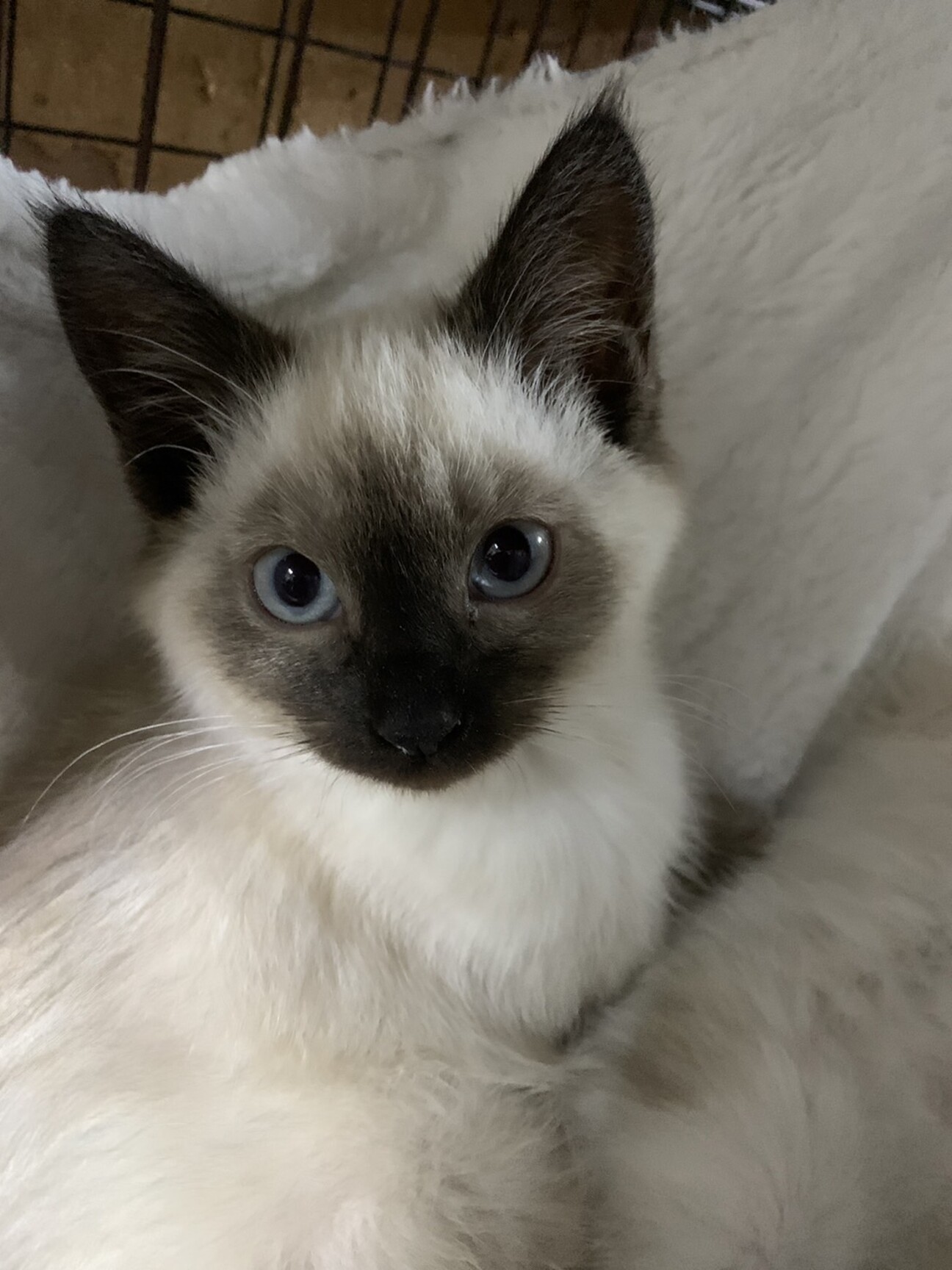 11/26譲渡会 シャム」神奈川県 - 猫の里親募集(476883) :: ペットの