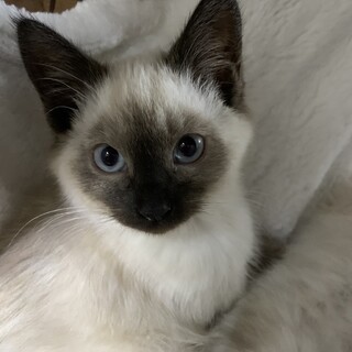 11/26譲渡会　シャムMIXの女の子　2.5か月