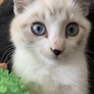 11/26譲渡会　シャムMIXの女の子　２.5か月