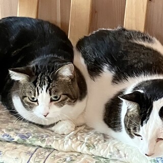 お空の元御主人様に良い報告をしたい親子