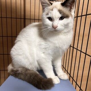 急募　里親募集