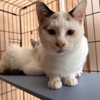 急募　里親募集