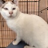 急募　里親募集 サムネイル2