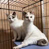 急募　里親募集 サムネイル3
