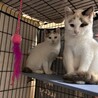 急募　里親募集 サムネイル6