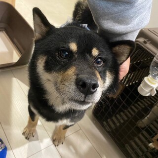 抱っこも出来ちゃうどっぷりくん