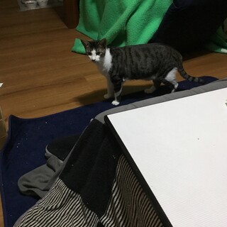 大きな体の男前