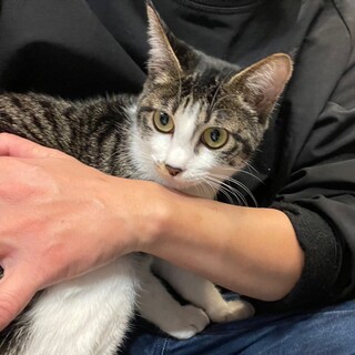 カラビナちゃん