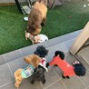 りおちょ