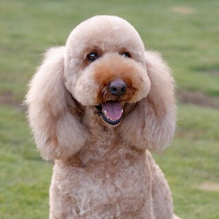 素敵なご夫婦宅に巣立つ事が決まりました♪