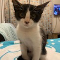 クリクリお目目のハチワレ☆フクくん