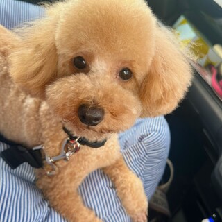 アプリコットトイプー1歳♂去勢済み