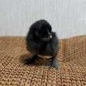 烏骨鶏 米国シルキー 雛