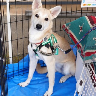 性格も可愛いクリクリお目目のかぶきちゃん