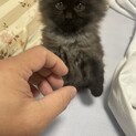 可愛い子猫の里親募集
