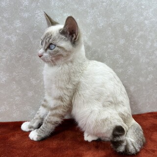 青い目のシンバ❤部屋のオブジェに話相手に最適❗️