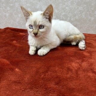 おっとりして少しおとぼけな青い目の❤️ラブレ