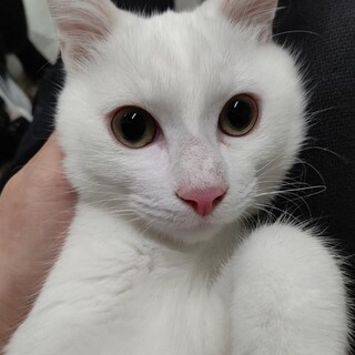 ♥️抱っこ大好きマシュマロ君♥️