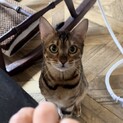 シルキータッチなロゼット模様の可愛いベンガル姉妹