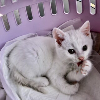 ありがとうございました★可愛いシャム虎パスタくん