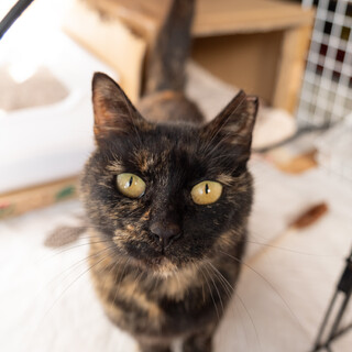 サビ猫の里親様を探しています！