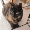 サビ猫の里親様を探しています！ サムネイル2