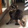 サビ猫の里親様を探しています！ サムネイル3