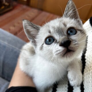 ブルーアイ・シャムカラーのハッピーくん♪