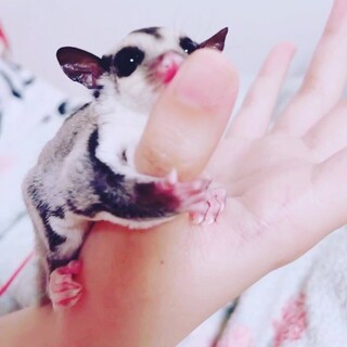 フクロモモンガ里親募集