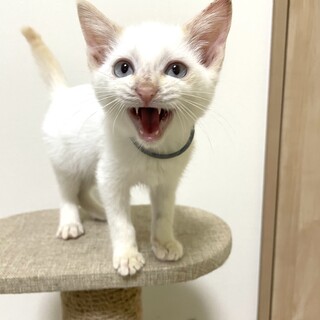 甘えん坊の男の子　みるくくん