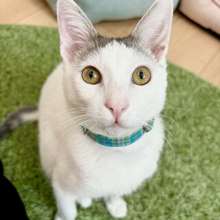 【天然な甘えん坊】サバ白の男の子　ショカくん