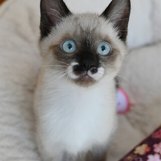 ブルーの瞳にポイントカラー＆つま先白ソックスくん