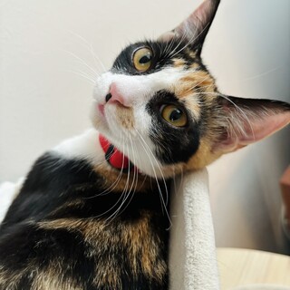 【人が大好き】マイペースな美猫　ちゅらみちゃん