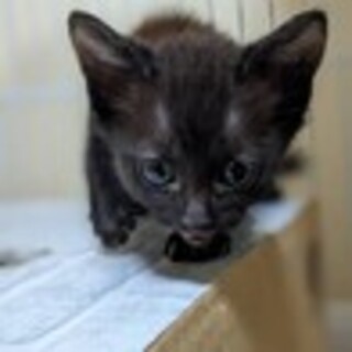 小さくてかわいいです